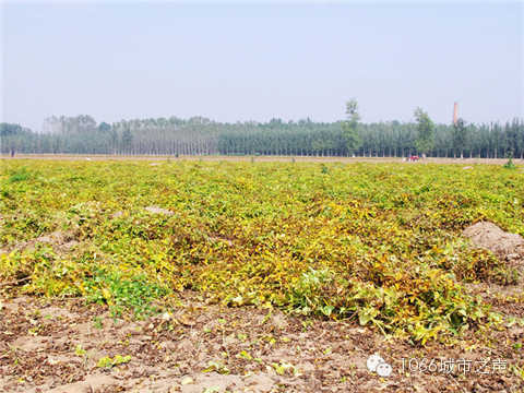 一望無際的山藥基地。據(jù)說，一季山藥后，土地需要五年才能恢復。