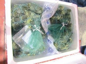  大陸進(jìn)口大閘蟹被檢出禁用的動物用藥，已全數(shù)銷毀。 圖片來源：臺灣《聯(lián)合報(bào)》