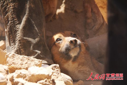 探出頭的小黃狗期待地看著救他的人。王生元/攝