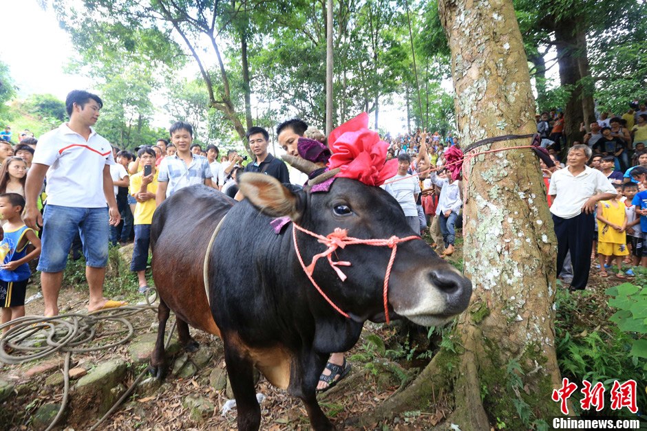 圖為村民給一頭黃牛頭戴上紅花準備進行“牽牛上樹”儀式。 譚凱興 攝