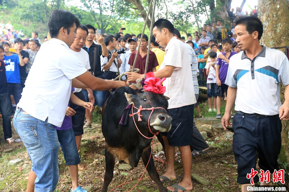 村民給黃牛套上繩索，準備進行儀式。 譚凱興 攝