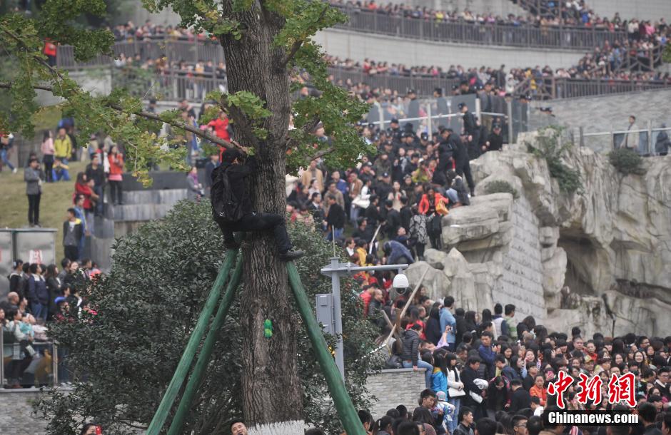 重慶一市民為占據(jù)有利位置，爬上銀杏樹觀看自己喜歡的明星。