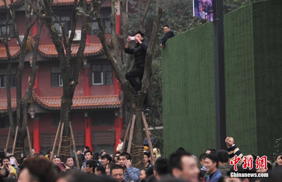 重慶一市民為占據(jù)有利位置，爬上銀杏樹觀看自己喜歡的明星。