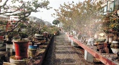 劉光嘉出示博物館內(nèi)部圖片中，擺放著各種盆景。
