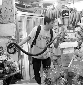 捕蛇專家張亮抓住眼鏡王蛇。信息時報記者 康健 翻拍