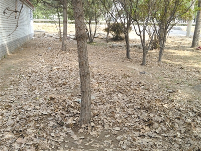 昨日，李偉被捆綁的松樹(shù)下地皮裸露。