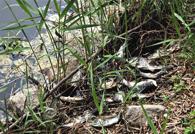 南沙河中漂浮著大量生活垃圾和腐爛水草等物，岸邊出現(xiàn)大量死魚(yú)。新京報(bào)記者郭鐵流攝