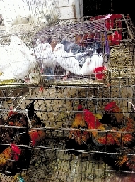銷量大不如前，近期可能漲價(jià)