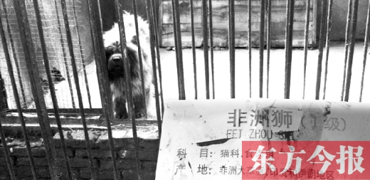 動物園里看獅子發(fā)現(xiàn)竟是藏獒