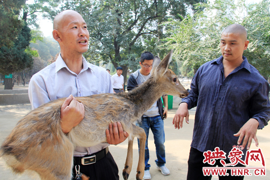 失主宋先生將“愛鹿”抱回家,并表示待小鹿傷情痊愈后,將其送到動物園,供市民觀賞。