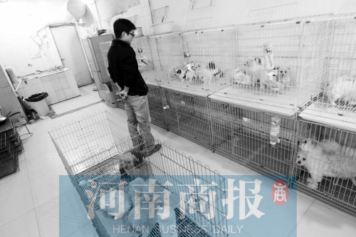 市民反映，淮河路“緣寵”寵物店曾出售疑似患病的狗