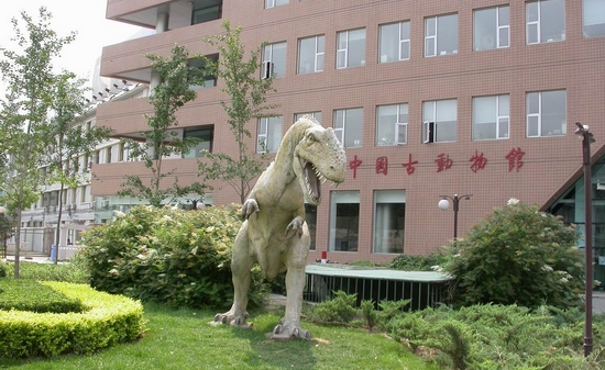 中國(guó)古動(dòng)物館里尋找記憶中的“黃河象”