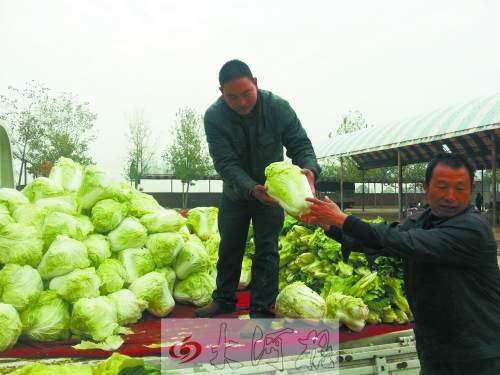 白菜進(jìn)入大量上市期,但價(jià)格卻不便宜。