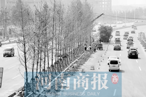 　西三環(huán)化工路，工人正在車道中間種植銀杏樹