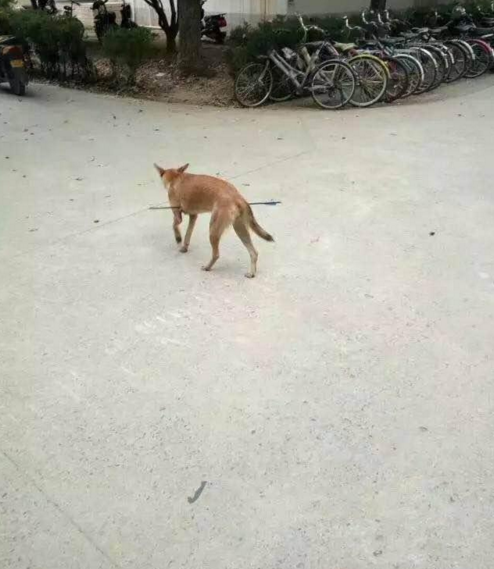 華科大校園內(nèi)，一條流浪狗腹部被箭射穿，地上留著斑斑血跡。