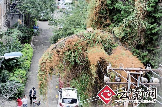 小貓蹲在一根纏滿了藤蔓的樹枝上。