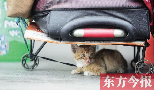 昨日，鄭州火車站廣場。一只小貓鉆到了行李下躲避烈日
