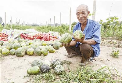 種的是“三白瓜”，長出來的瓜非常雜，其中最多的是本地甜面瓜，俗稱“一窩猴”