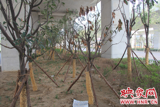 北三環(huán)經(jīng)三路橋下種的樹木有的葉子已經(jīng)干枯。