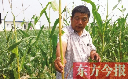 “東亞飛蝗”侵襲滎陽千畝黃河灘 ?？兄参锶~子