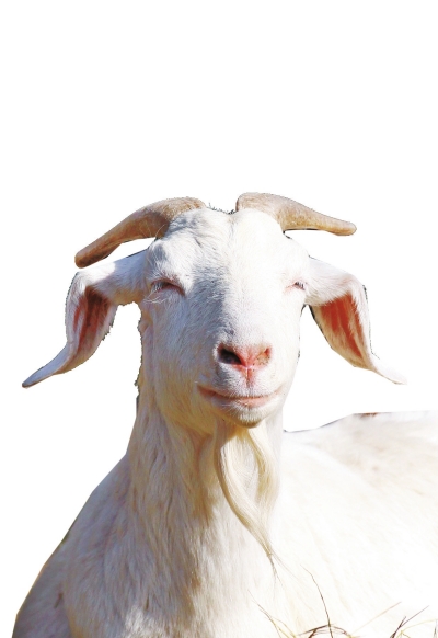 奶山羊,這種羊?yàn)楸就辽窖?，以產(chǎn)奶為主，產(chǎn)奶量高。具有“頭長(zhǎng)、頸長(zhǎng)、體長(zhǎng)、腿長(zhǎng)”的特征，俗稱“四長(zhǎng)羊”