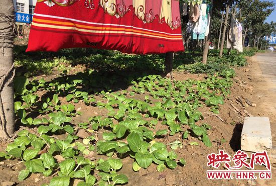 西四環(huán)中原路交叉口，大片生態(tài)廊道被毀，變成私家菜園。