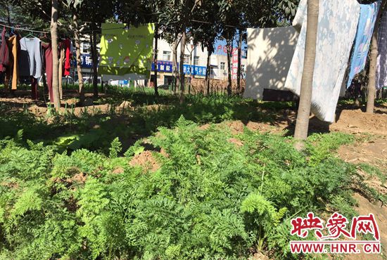 西四環(huán)中原路交叉口，大片生態(tài)廊道被毀，變成私家菜園。