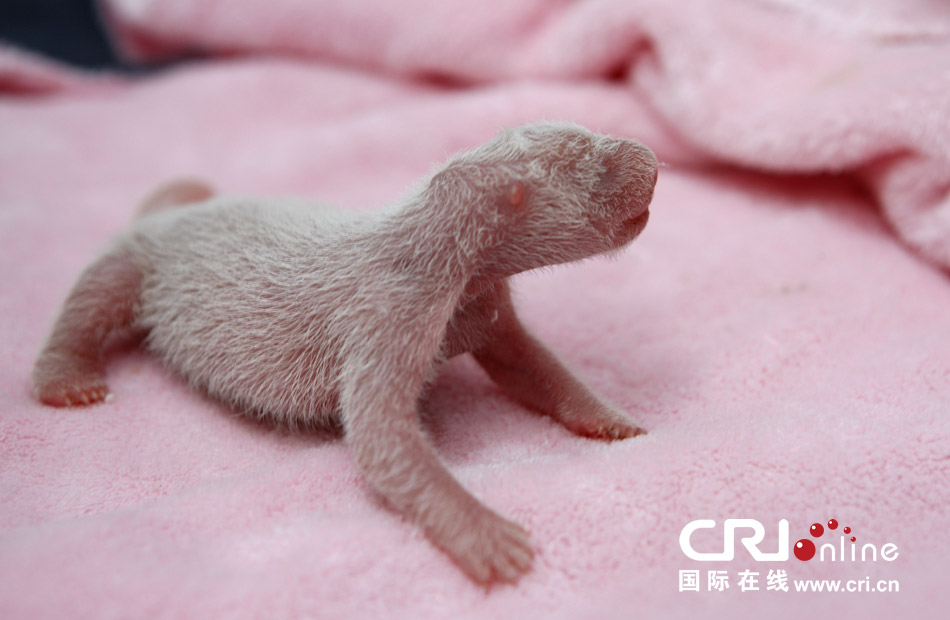 2013年7月11日，成都大熊貓繁育研究基地月亮產(chǎn)房，新生大熊貓寶寶在育嬰箱里憨態(tài)可掬。