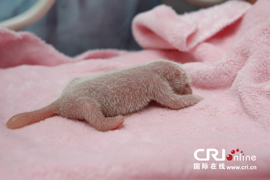 2013年7月11日，成都大熊貓繁育研究基地月亮產(chǎn)房，新生大熊貓寶寶在育嬰箱里憨態(tài)可掬。