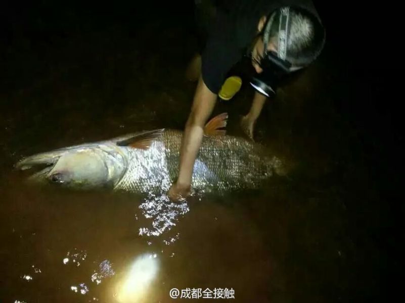 圖為父子倆發(fā)現(xiàn)大魚。