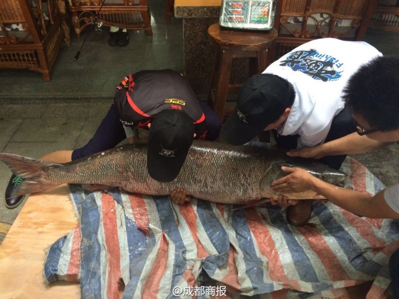 圖為父子倆翻動(dòng)大魚。