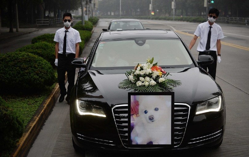著寵物狗靈柩的車(chē)隊(duì)緩緩開(kāi)往悼念室。