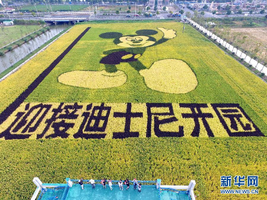 10月25日，游客在觀景臺上觀賞“米老鼠”稻田畫。