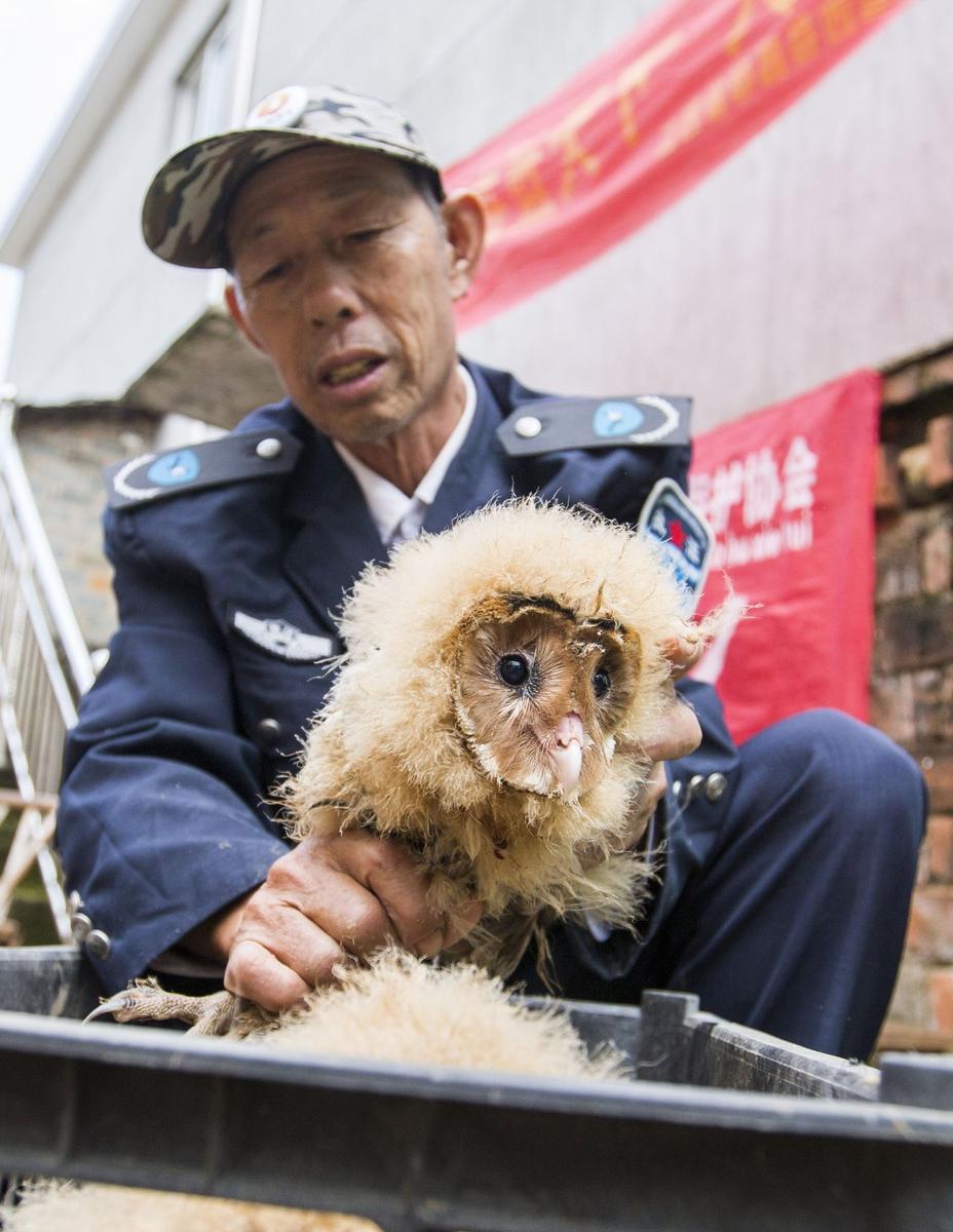 這5只雛鳥長得既像貓頭鷹，又像老鷹，危億玲和她丈夫便上網(wǎng)查詢，也沒查出來到底是什么動物。因為擔心這些雛鳥是保護動物，放在自己家里會養(yǎng)不好，危億玲便聯(lián)系上了都昌縣林業(yè)局野生動植物保護管理站。