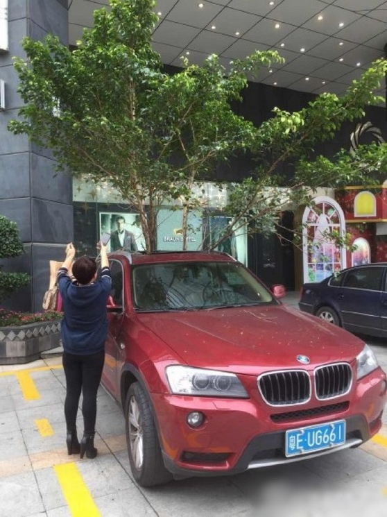 一輛停在停車位上的寶馬轎車，被墜落的樹枝砸中，樹枝徑直插入車內(nèi)，現(xiàn)場(chǎng)引發(fā)不少市民圍觀拍照。