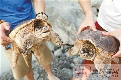 楊先生買來的鱷龜有很強(qiáng)的攻擊性。見習(xí)記者 雷鍵 攝