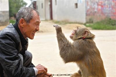 10月13日，新野縣鮑灣村耍猴人楊林貴蹲在家門口和自己的猴子玩耍。楊林貴，耍猴近三十年。