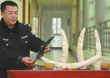 1月5日，辦案民警展示擋獲的犀牛角、盔犀鳥頭、象牙制品。