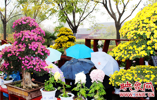 天好、花美 中國(guó)開封第32屆菊花文化節(jié)延長(zhǎng)一周