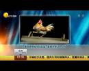 雄雞靚照催生優(yōu)質(zhì)蛋？看臉世界讓人心碎