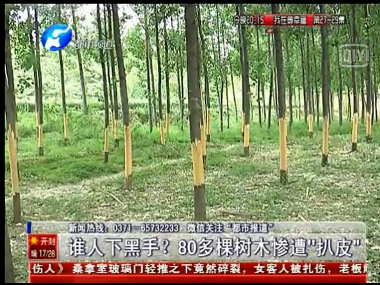 80多棵樹被“扒皮” 誰痛下黑手？