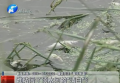 誰(shuí)玷污了須水河的“清白”？