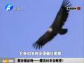 都市驗證碼——鷹活40歲會蛻變？
