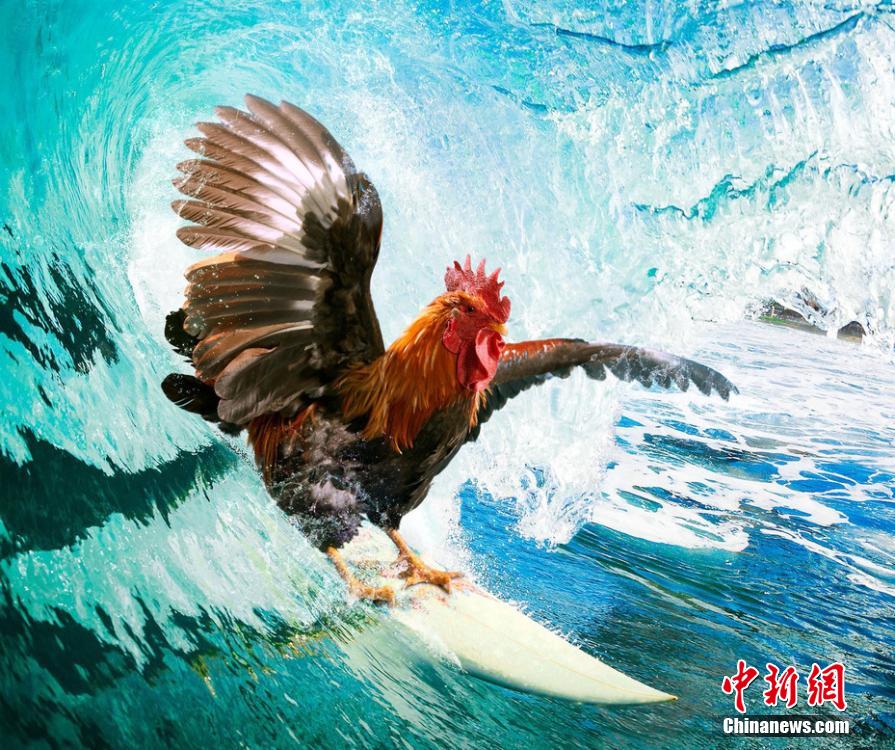 有趣！英國一公司推出公雞日歷